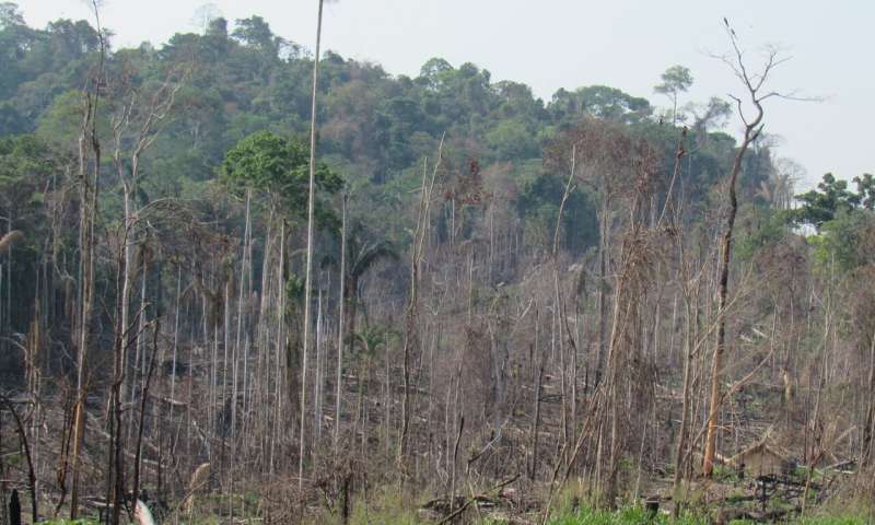 Fires continue to rage through the habitat of a newly discovered Amazonian primate
