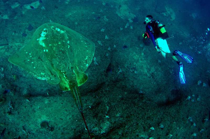First study of world's largest marine stingray reveals long-distance migration