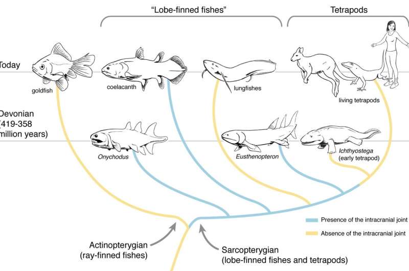 Fish that outlived dinosaurs reveals secrets of ancient skull evolution