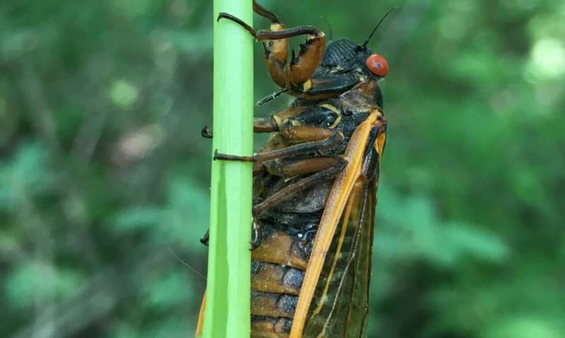 'Flying salt shakers of death:' Fungal-infected zombie cicadas, explained by WVU research