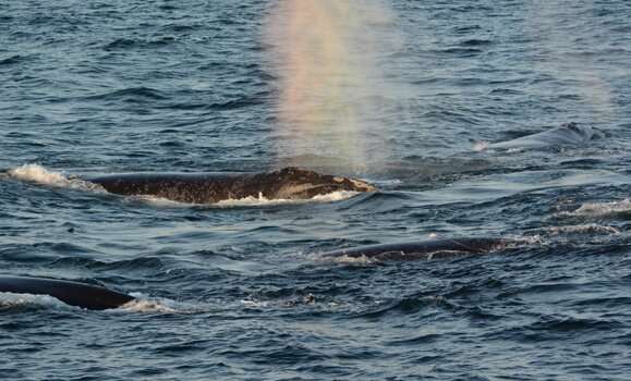 Following the food trail to help right whales