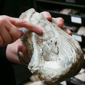 For Chesapeake oysters, the way forward leads back…back through the fossil record