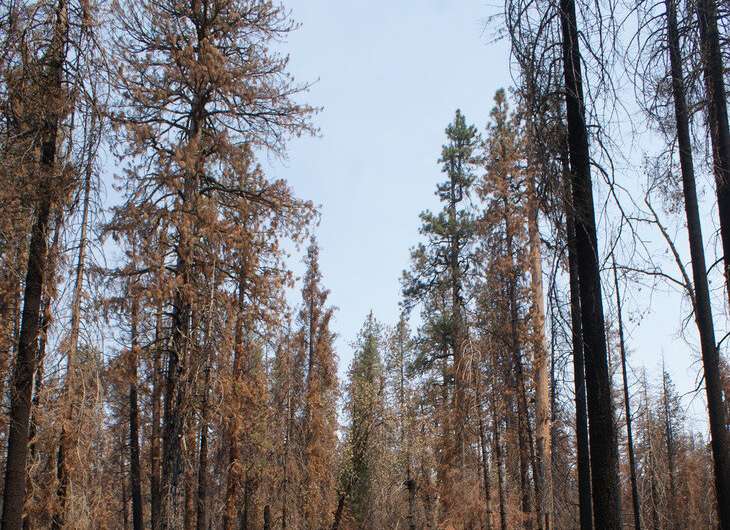Forest carbon still plentiful post-wildfire after century of fire exclusion