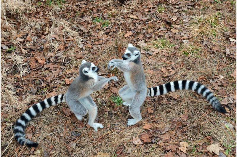 For lemurs, sex role reversal may get its start in the womb