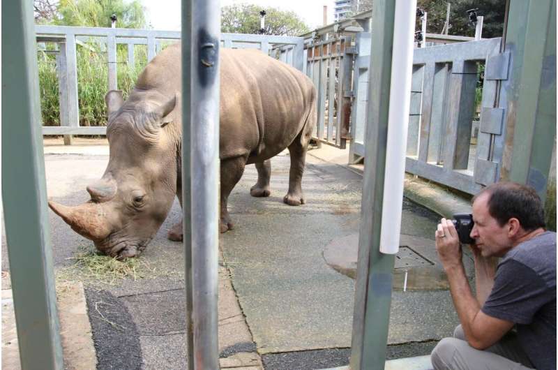 For World Rhino Day, UMass Amherst and Australia's Perth Zoo team create 3D rhino model