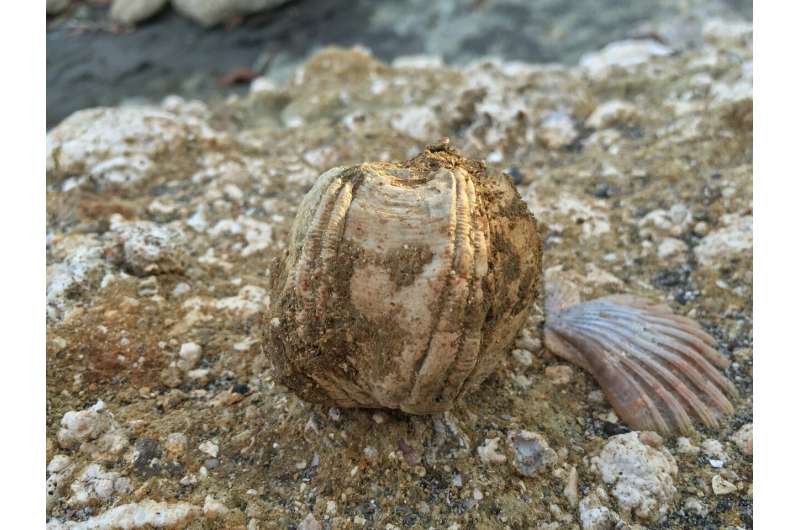 Fossil barnacles, the original GPS, help track ancient whale migrations