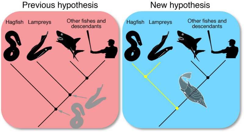 Fossilized slime of 100-million-year-old hagfish shakes up vertebrate family tree