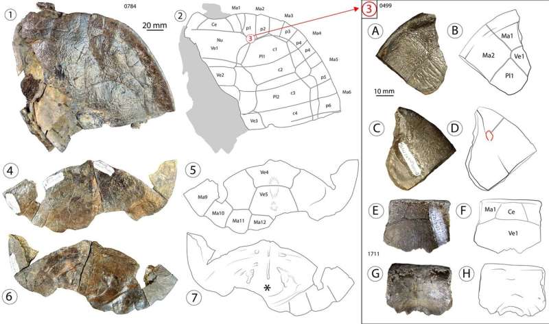 Fossil research unveils new turtle species and hints at intercontinental migrations