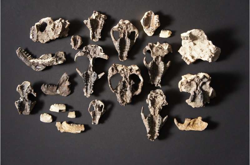 Fossil trove shows life's fast recovery after big extinction