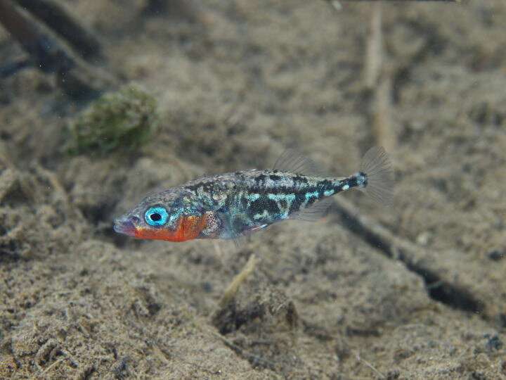 Freshwater find: Genetic advantage allows some marine fish to colonize freshwater habitats