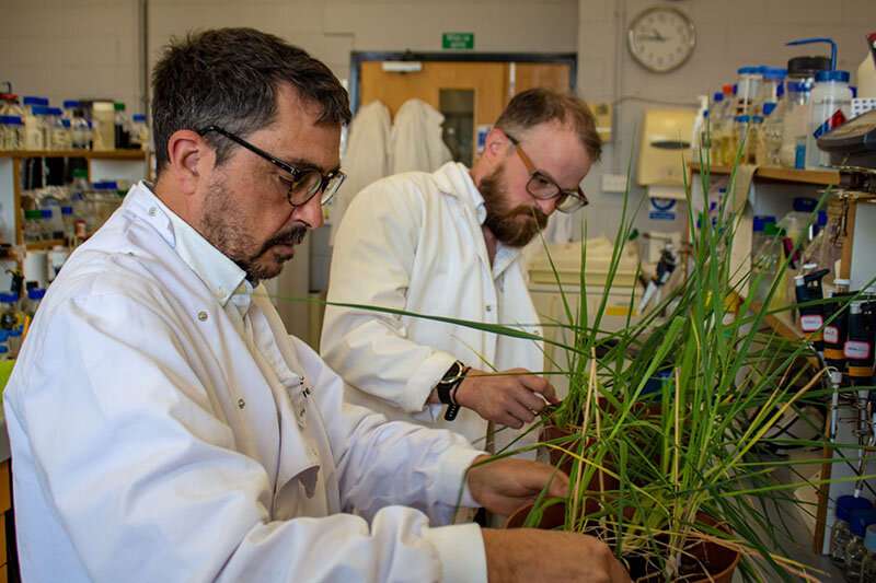 Future-proofing cereals for climate change drought conditions