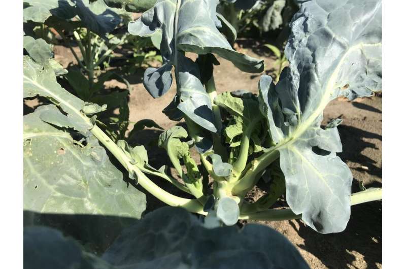 Garlic on broccoli: A smelly approach to repel a major pest
