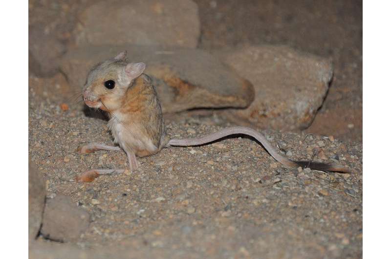 Gene drive technology makes mouse offspring inherit specific traits from parents