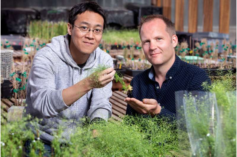 Gene identified that will help develop plants to fight climate change
