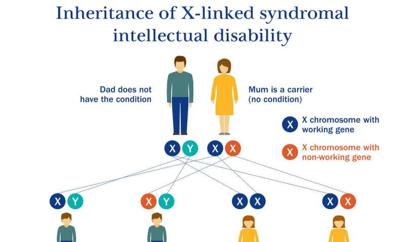 Genetic defect causing intellectual disability discovered by Sussex scientists