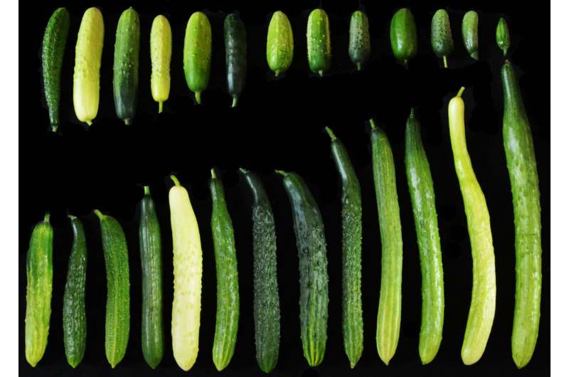 Genetic variant linked to cucumber fruit length