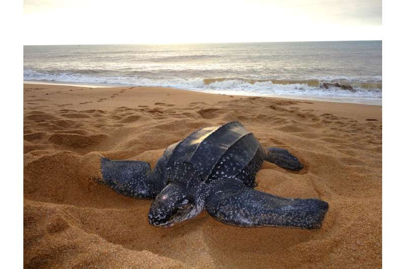 'Gentle recovery' of Brazil's leatherback turtles