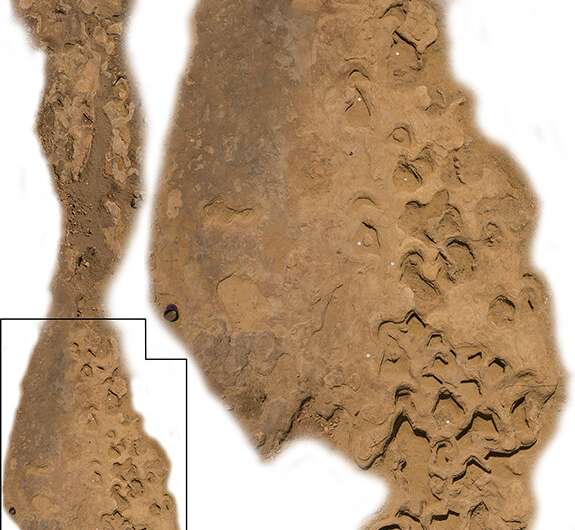 Giant dinosaur trackway discovered in Queensland