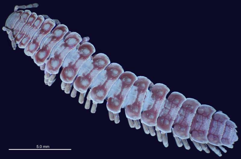 Glowing millipede genitalia help scientists tell species apart