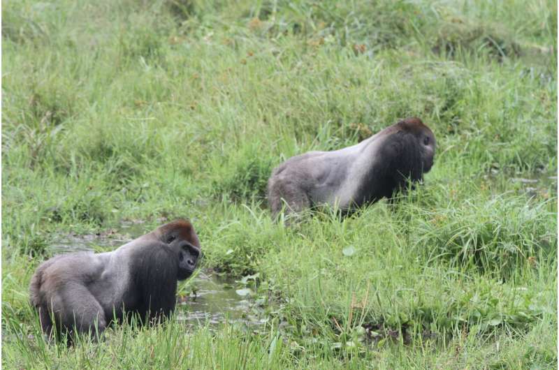 Gorillas found to live in 'complex' societies, suggesting deep roots of human social evolution