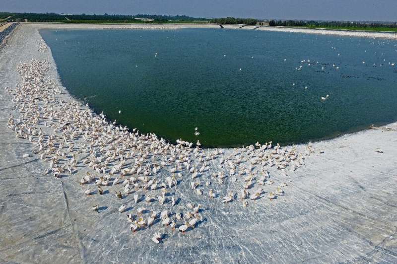 Great white pelicans at a reservoir in Mishmar HaSharon, north of the Israeli city of Tel Aviv