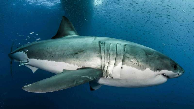 Great white shark genome decoded