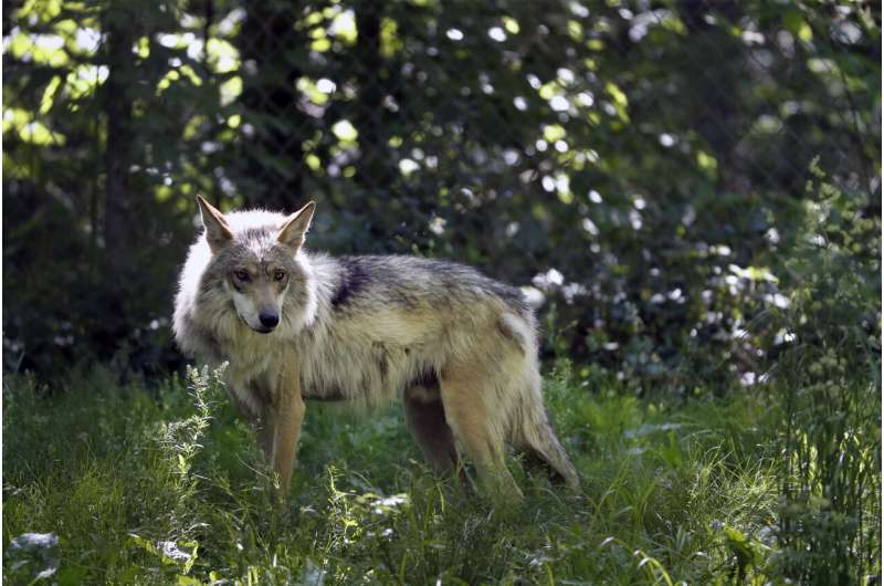 Groups: Saving Mexican gray wolves requires new approach