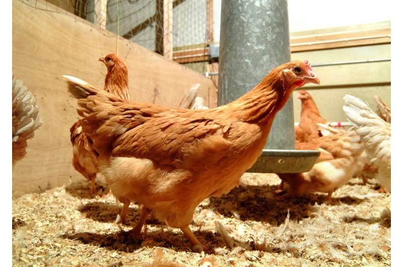Hens that lay human proteins in eggs offer future therapy hope