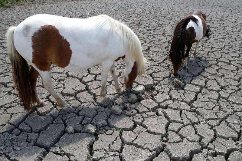Horses looking for grass to graze in a dry land near Bastelicaccia on the French Mediterranean island of Corsica