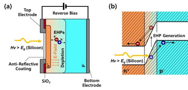 Hourglass-shaped silicon photodiodes with an enhanced near-infrared photoresponse