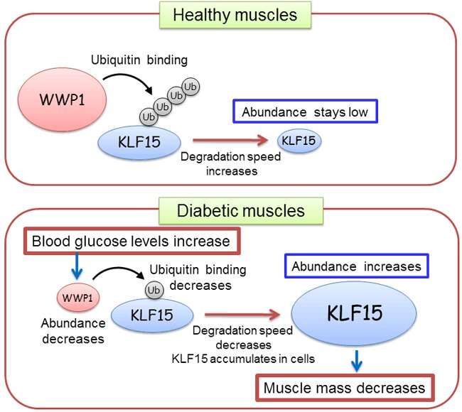 How diabetes causes muscle loss