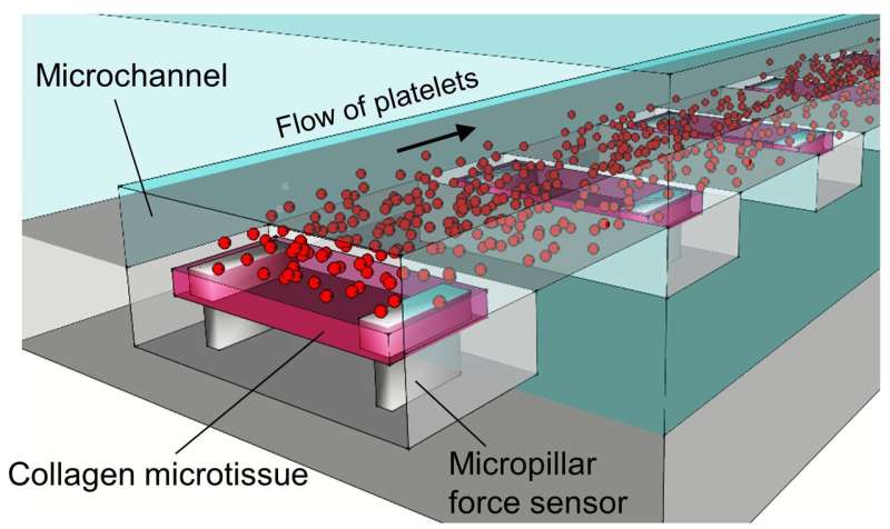 How do clots become firm in the presence of blood flow? A new engineered tissue model has answers