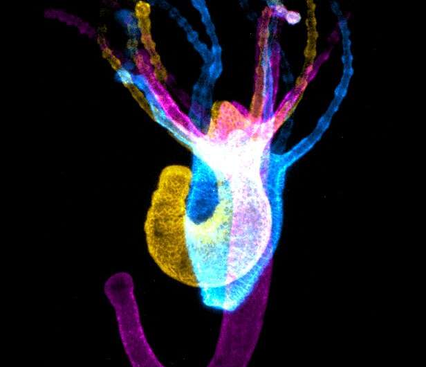 How does the nervous system create behavior? Muscle activity map in Hydra gives insight