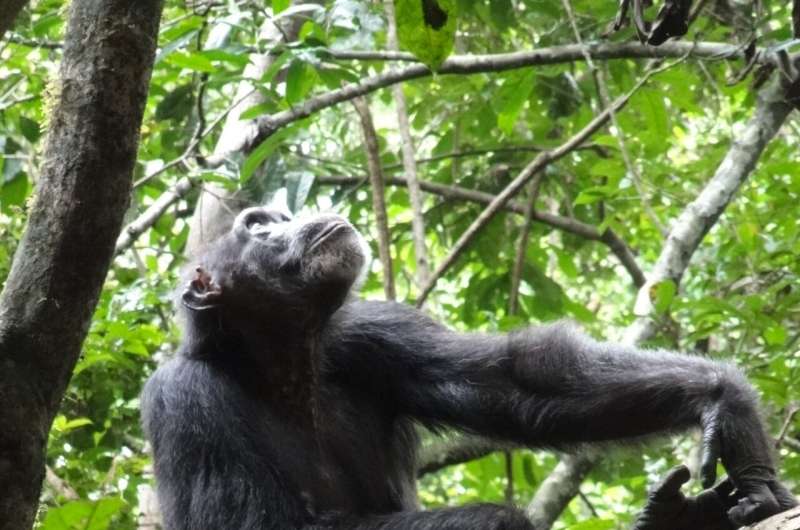 How humans and chimpanzees travel towards a goal in rainforests