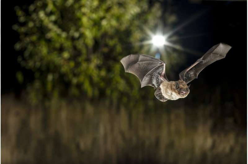 How light from street lamps and trees influence the activity of urban bats