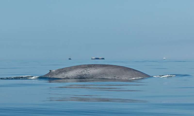 How long does a whale feed? New data gives insight into blue and fin whale behavior