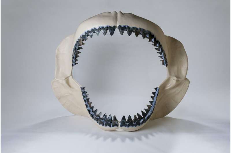 How megalodon's teeth evolved into the 'ultimate cutting tools'