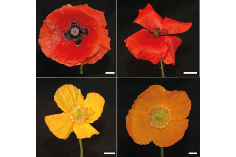 How poppy flowers get those vibrant colours that entice insects