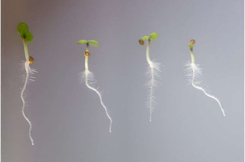 How roots grow hair