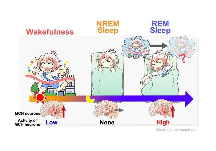 How sleep makes the brain forget things – new research on mice