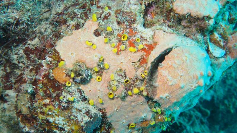 How sponges undermine coral reefs from within