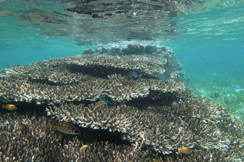 How underwater plants and corals can help animals survive marine heatwaves