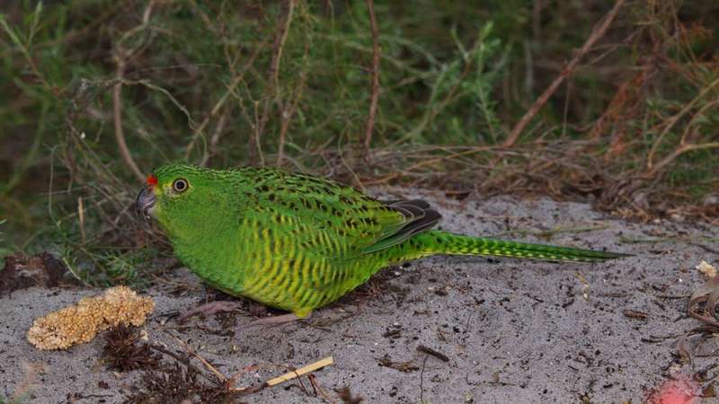 How we're helping the western ground parrot survive climate change