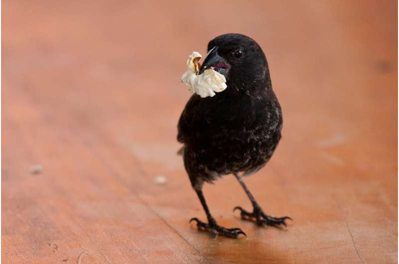 Human activity can influence the gut microbiota of Darwin's finches in the Galapagos