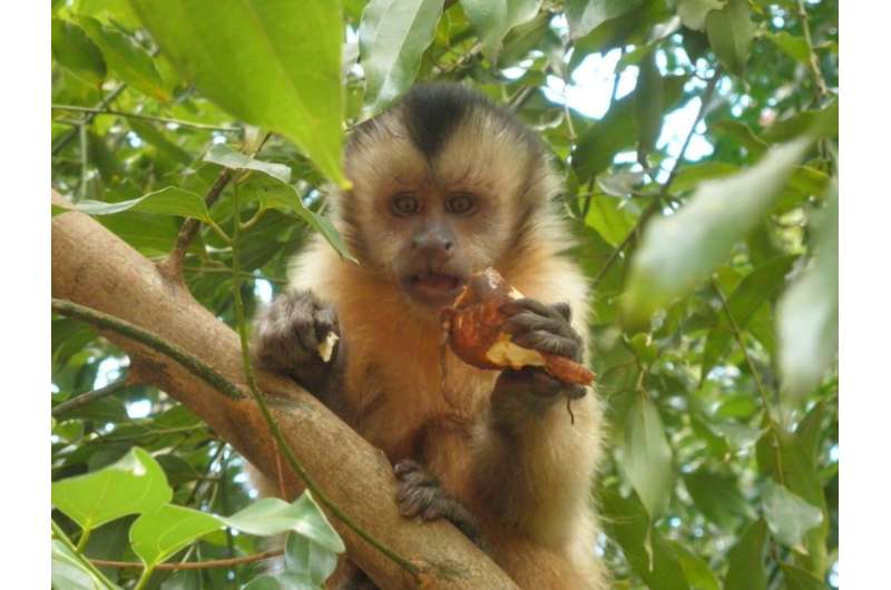 Human impact on the activities and social behaviour of urban capuchin monkeys