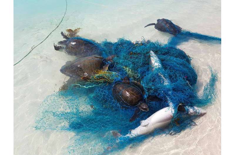 Hundreds of sharks and rays tangled in plastic
