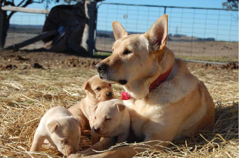 Iconic Australian working dog may not be part dingo after all