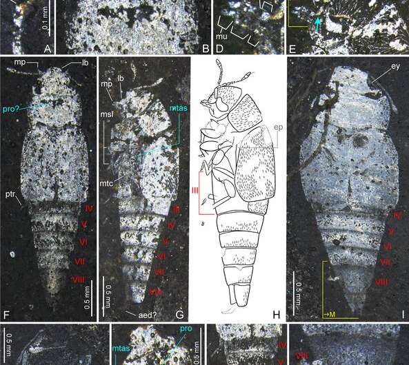 Identity crisis for fossil beetle helps rewrite beetle family tree