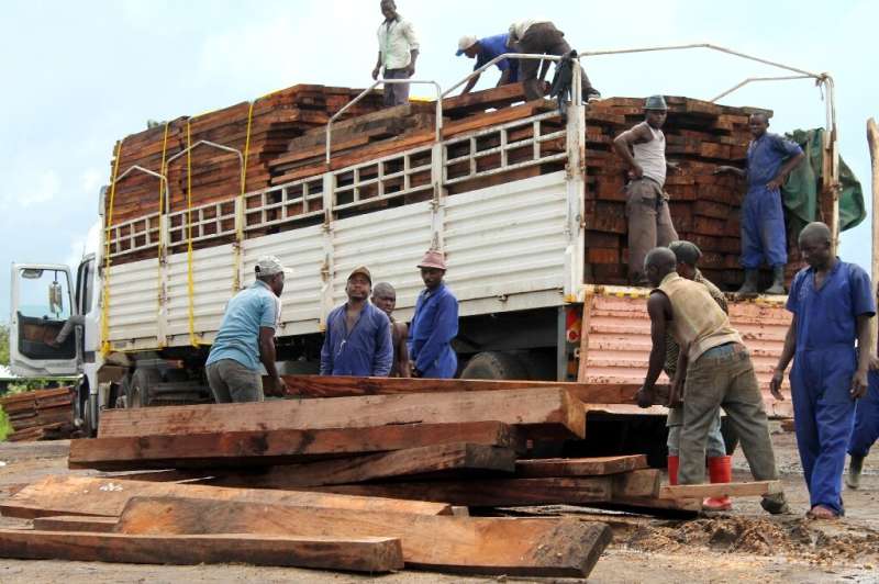 Illegal logging already threatens the mukula tree with extinction in neighbouring Zambia