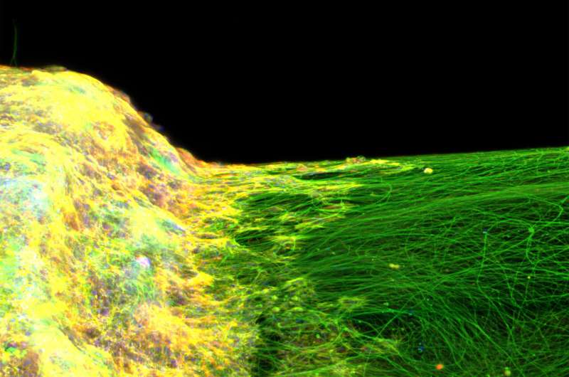 Illinois team develops first of a kind in-vitro 3D neural tissue model